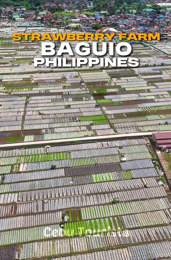 Baguio  Strawberry Farm